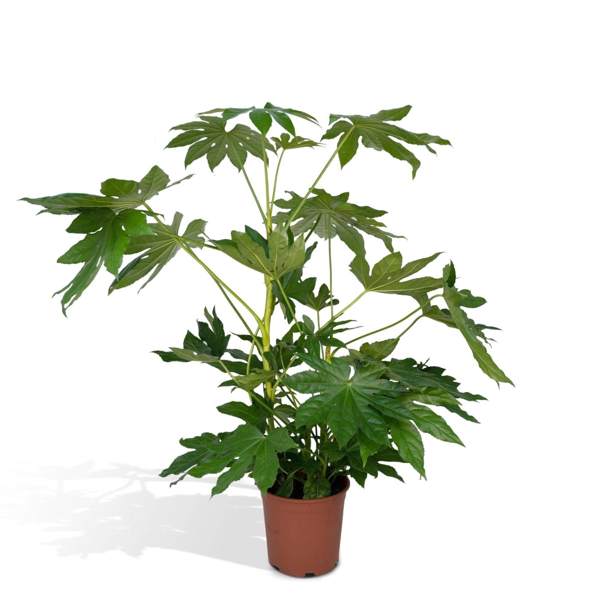 La Green Touch - Fatsia japonica vert  h85cm 85cm - Plante d'intérieur- La Green Touch - Image 2