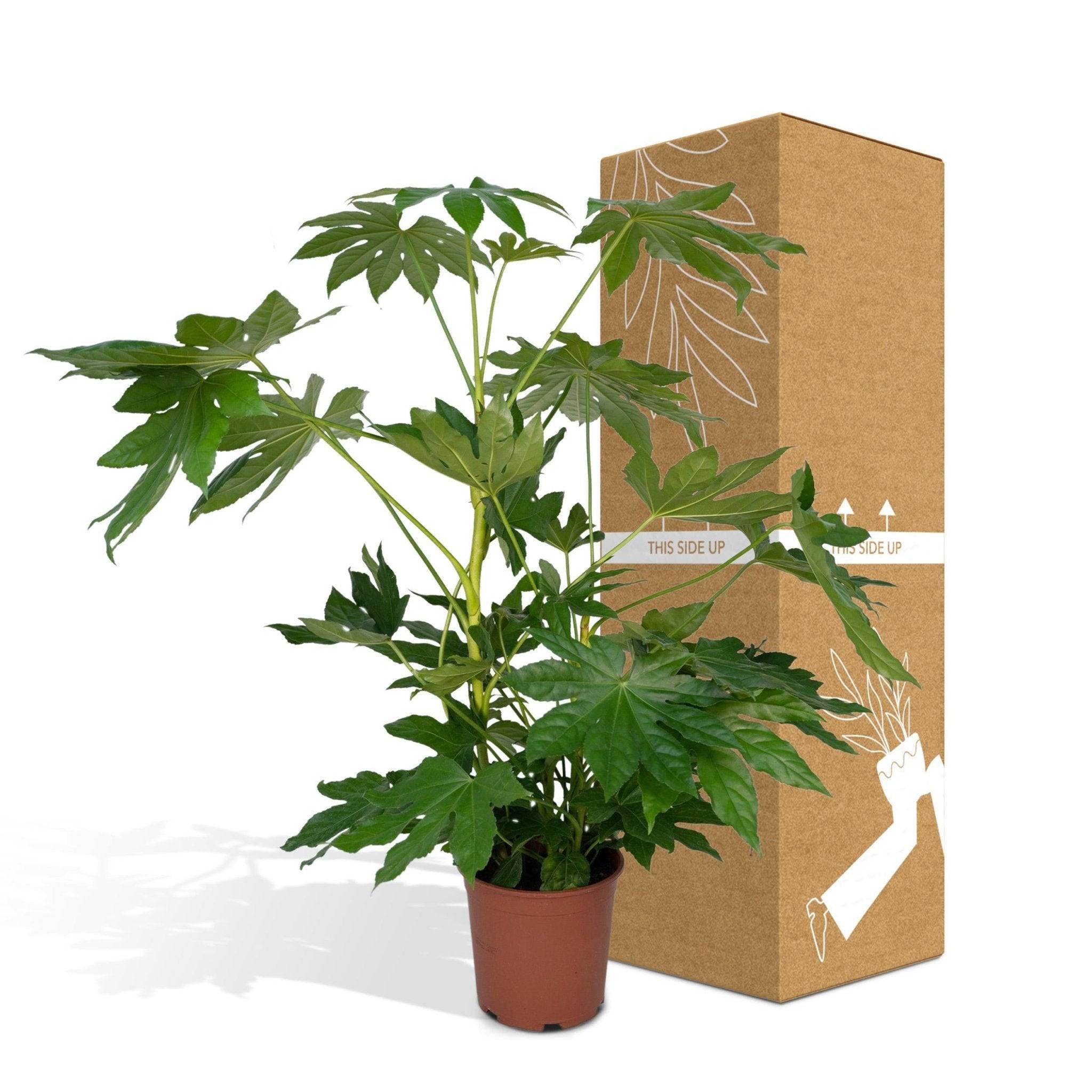 La Green Touch - Fatsia japonica vert  h85cm 85cm - Plante d'intérieur- La Green Touch - Image 6