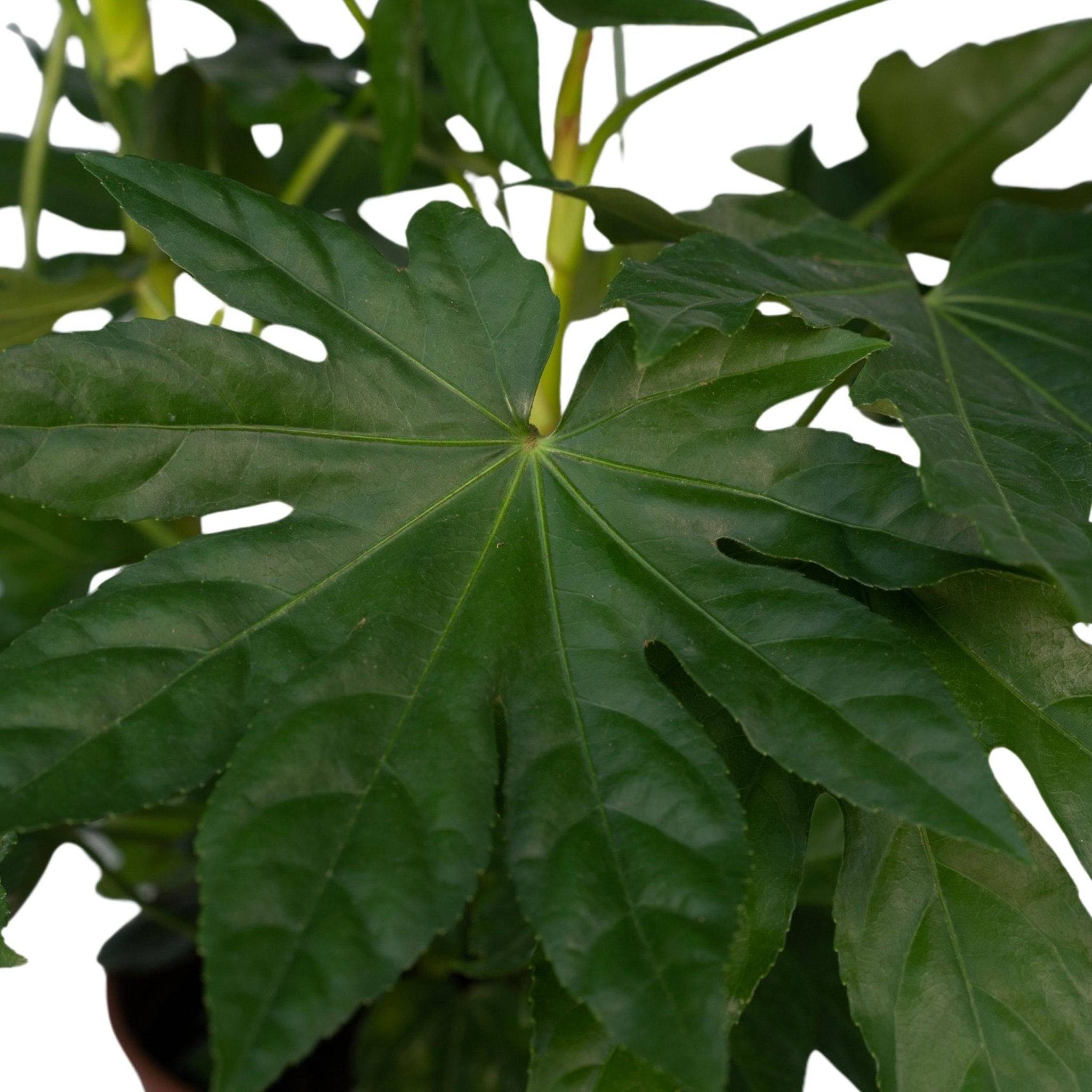 La Green Touch - Fatsia japonica vert  h85cm 85cm - Plante d'intérieur- La Green Touch - Image 4