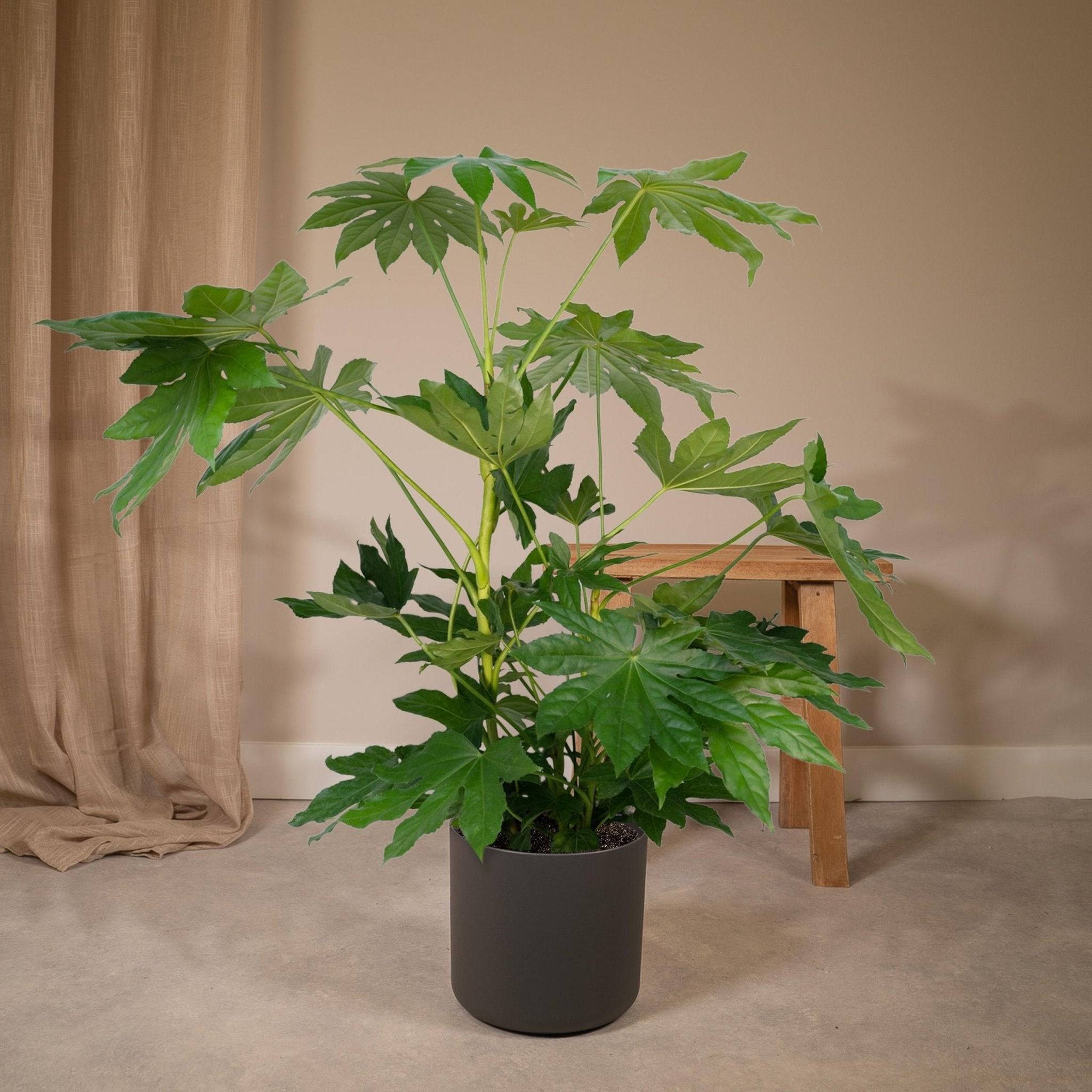 La Green Touch - Fatsia japonica vert  h85cm 85cm - Plante d'intérieur- La Green Touch - Image 3