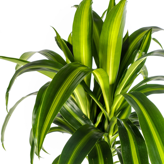 Dracaena Deremensis Hawaiian Sunshine - D24 H130cm - Image 2