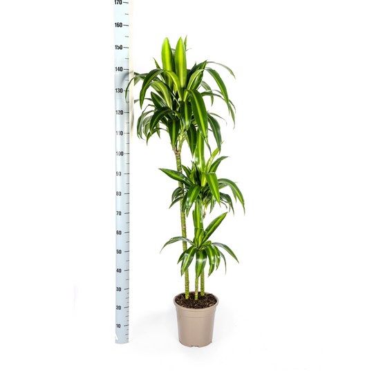 Dracaena Deremensis Hawaiian Sunshine - D24 H130cm - Image 4