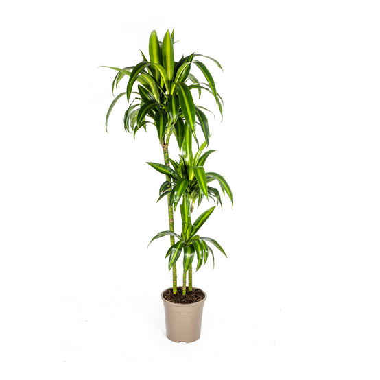 Dracaena Deremensis Hawaiian Sunshine - D24 H130cm - Image 1