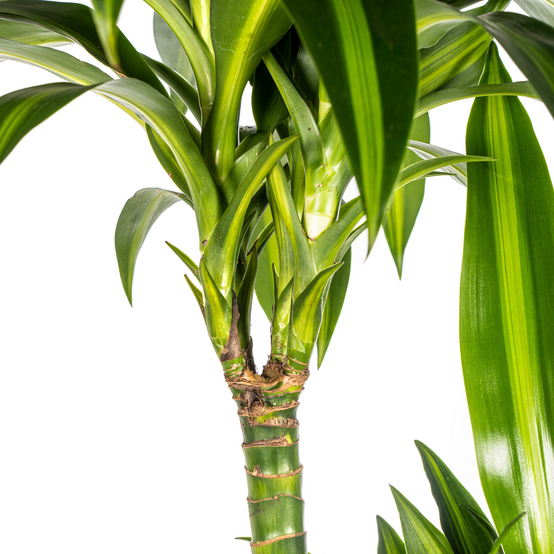 Dracaena Deremensis Hawaiian Sunshine - D24 H130cm - Image 3