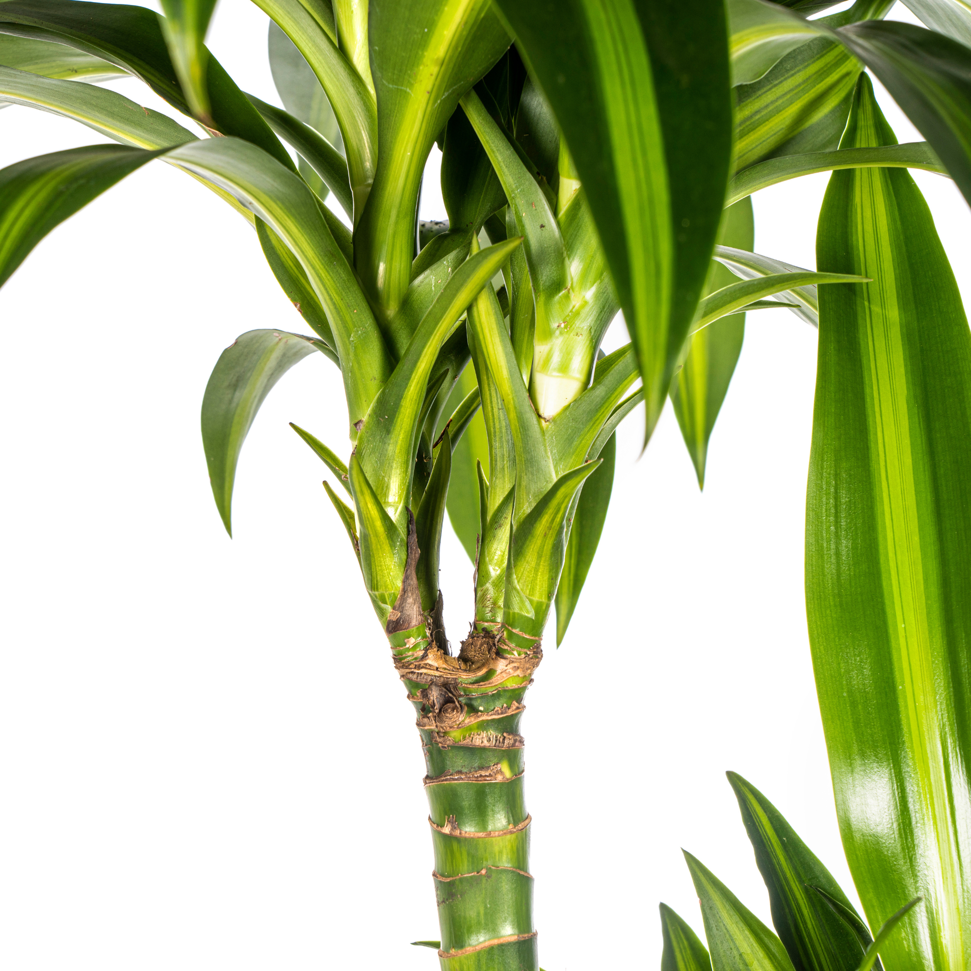 Dracaena Deremensis Hawaiian Sunshine - D24 H130cm - Image 3