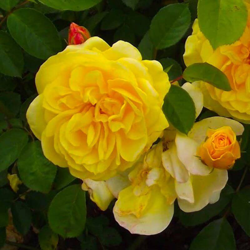 Collection 3 Rosiers Colorés - Racines nues - Pépinières Naudet - Image 2