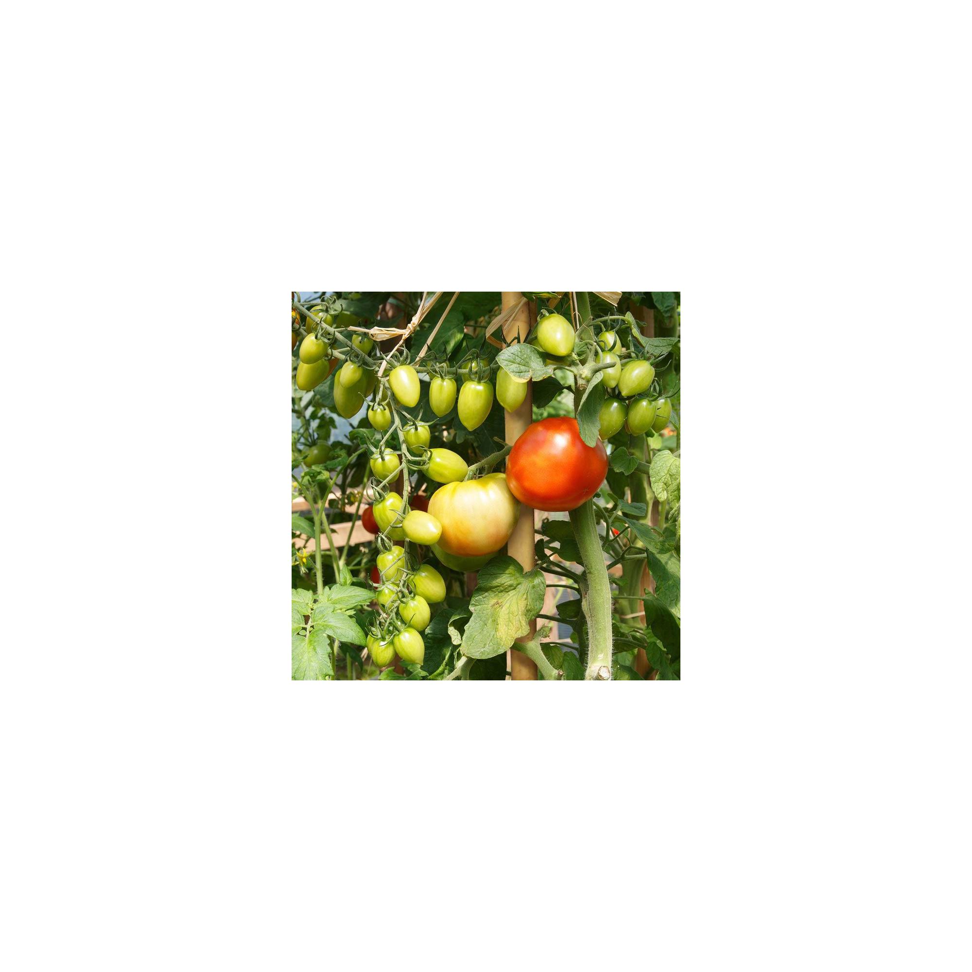 Sans Marque - Lot de 10 tuteurs pour plantes et légumes - En bambou - Hauteur : 150 cm - Image 2