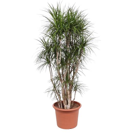 Dracaena Marginata Ramifié - D40 H210cm