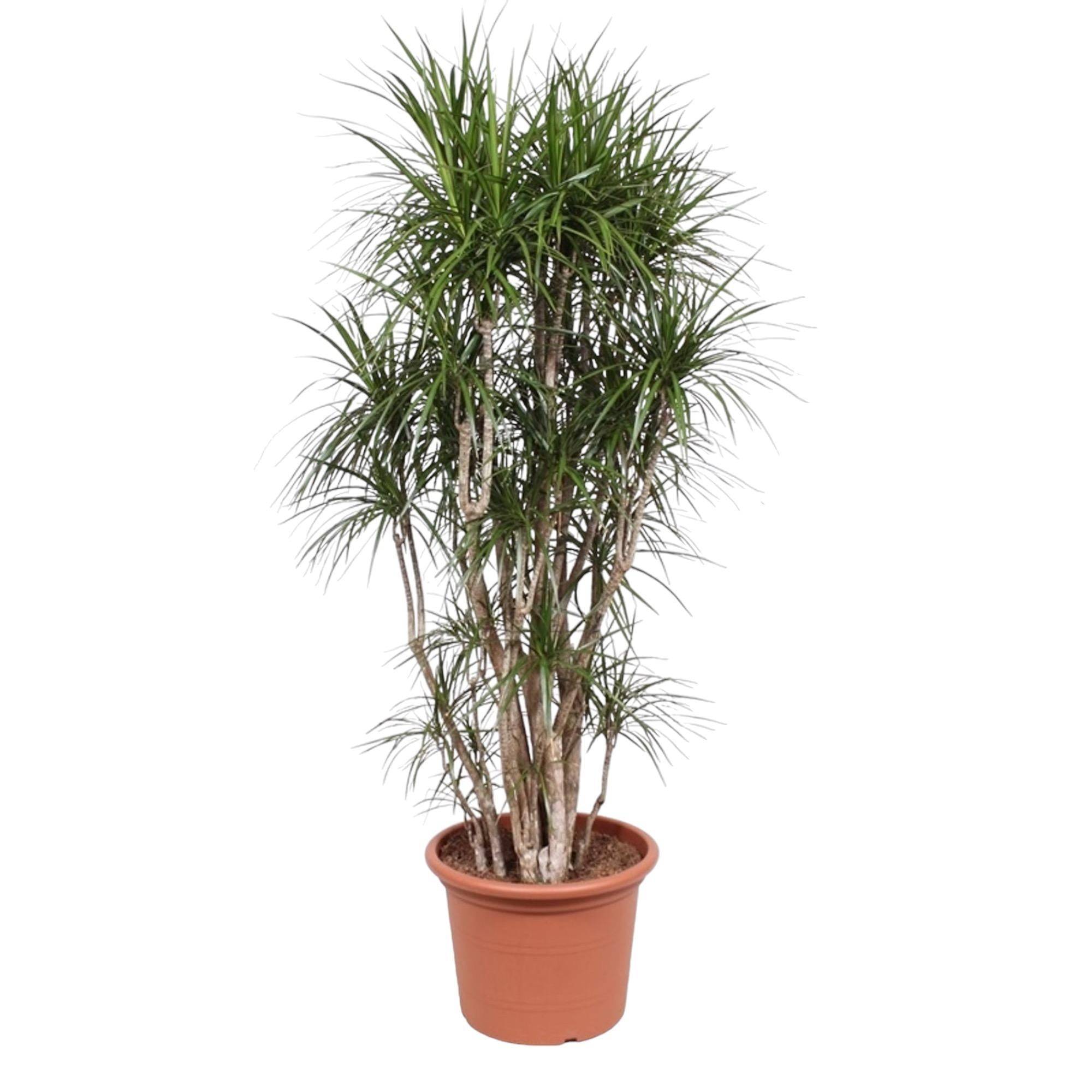 Dracaena Marginata Ramifié - D40 H210cm