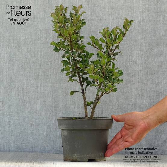Promesse de Fleurs - Houx américain - Ilex meserveae Blue Angel Pot de 2L/3L - Image 2