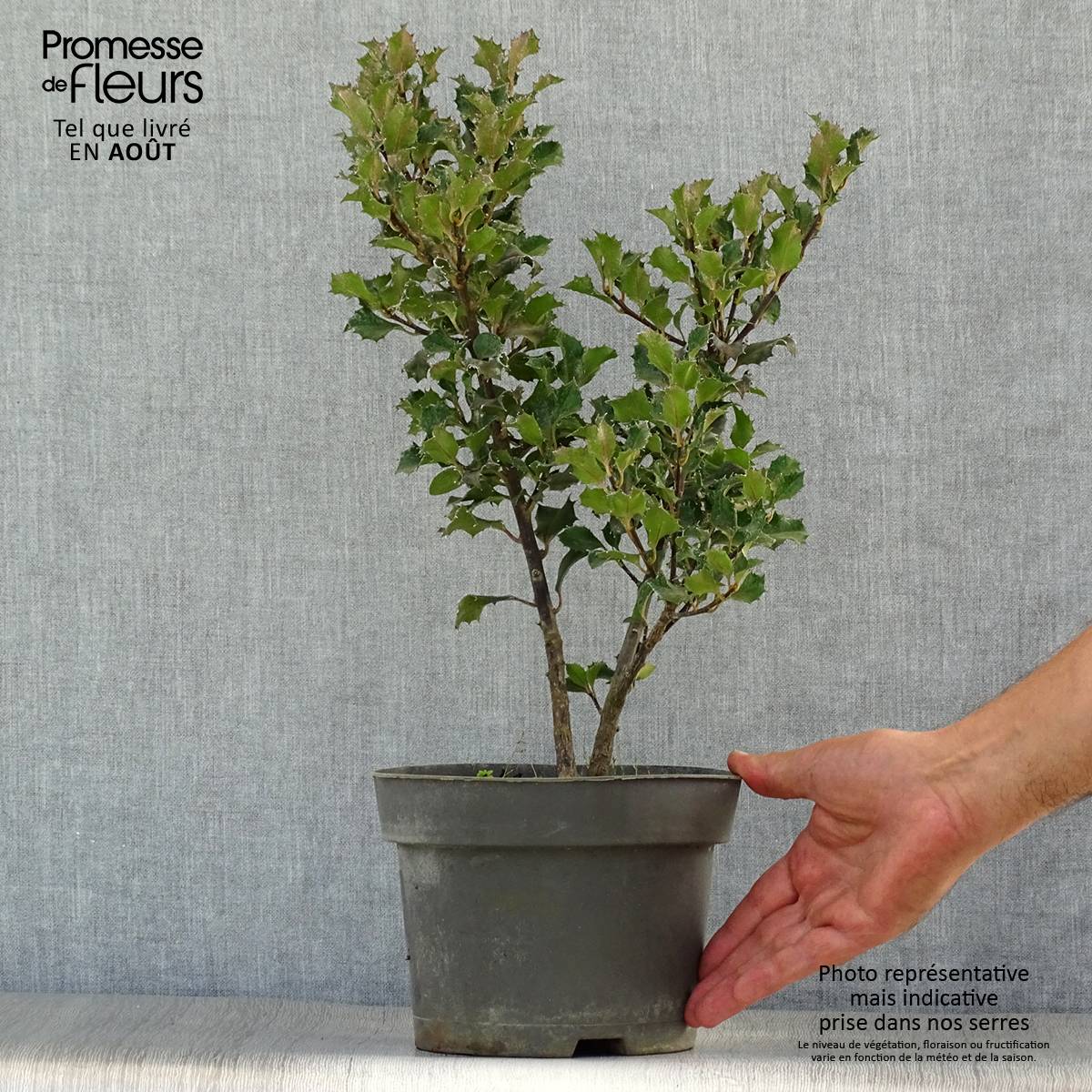 Promesse de Fleurs - Houx américain - Ilex meserveae Blue Angel Pot de 2L/3L - Image 2