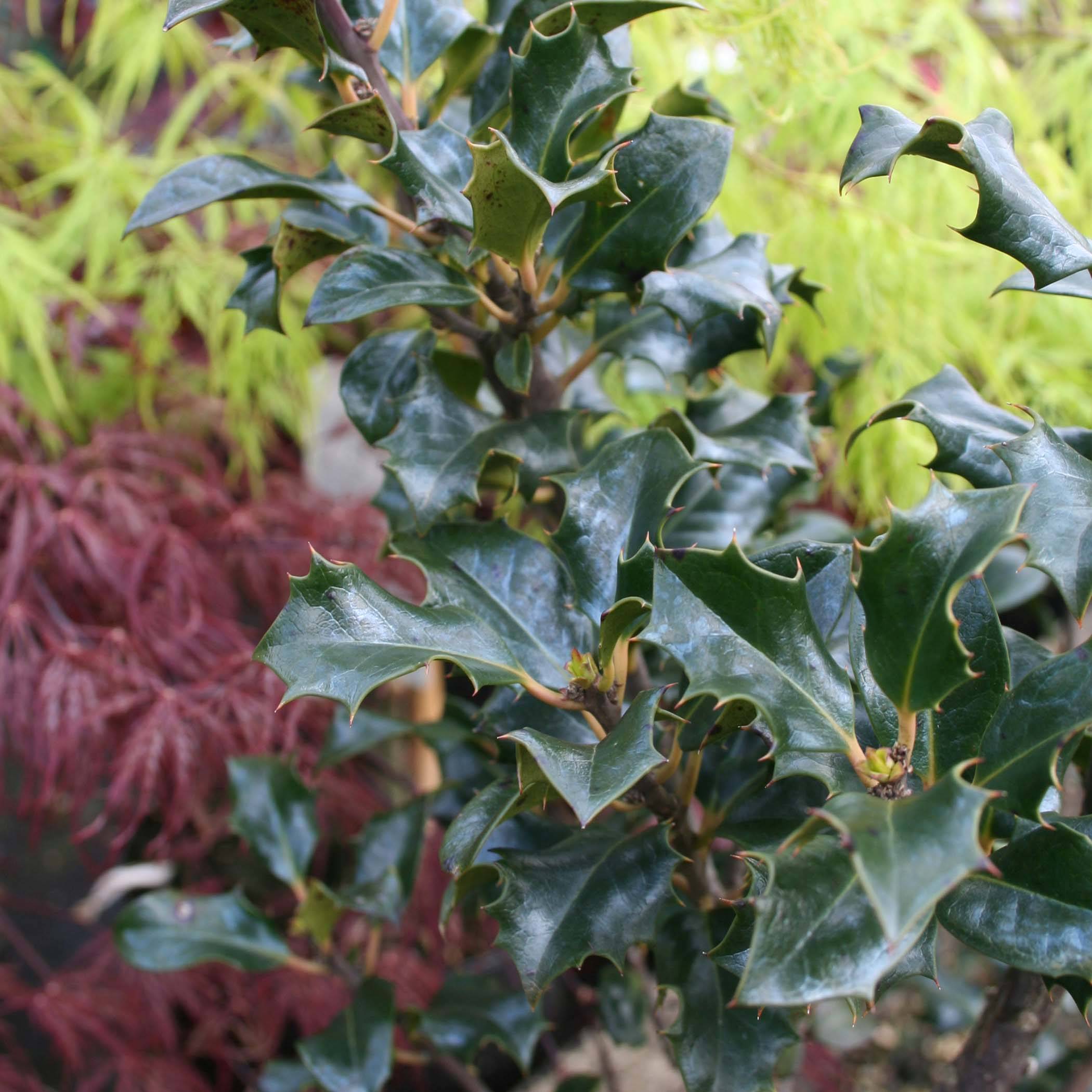 Promesse de Fleurs - Houx américain - Ilex meserveae Blue Angel Pot de 2L/3L - Image 1
