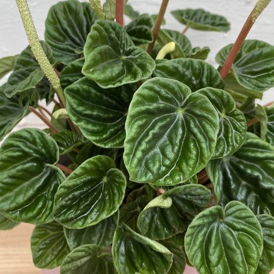 Gardenersdream - Pépéromia Lilian | Plante En Pot 15-25 Cm | Petite Plante Verte D'Intérieur - GardenersDream - Image 3