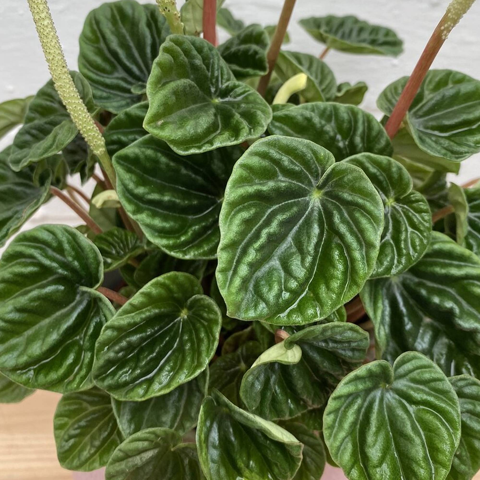 Gardenersdream - Pépéromia Lilian | Plante En Pot 15-25 Cm | Petite Plante Verte D'Intérieur - GardenersDream - Image 3