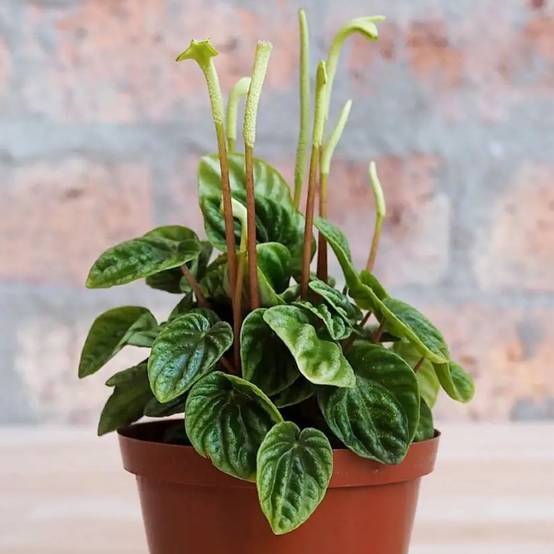 Gardenersdream - Pépéromia Lilian | Plante En Pot 15-25 Cm | Petite Plante Verte D'Intérieur - GardenersDream - Image 2