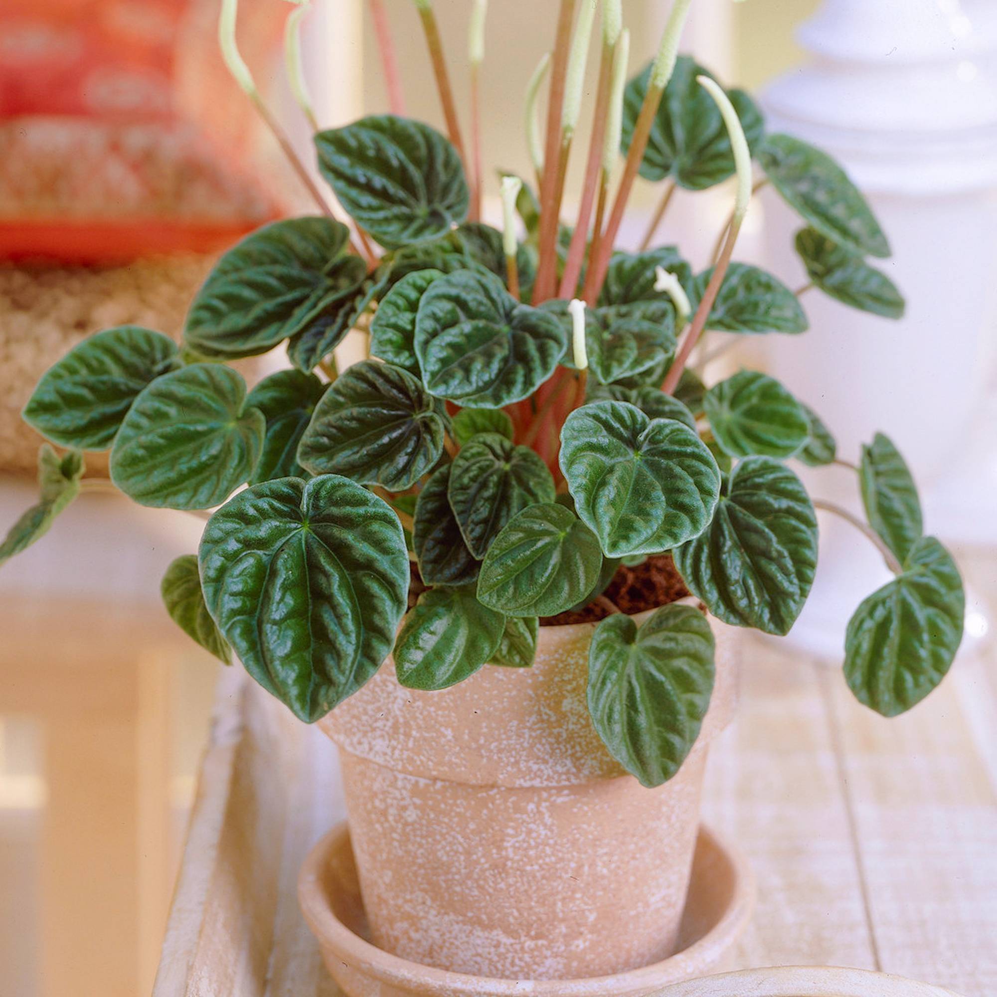Gardenersdream - Pépéromia Lilian | Plante En Pot 15-25 Cm | Petite Plante Verte D'Intérieur - GardenersDream - Image 1