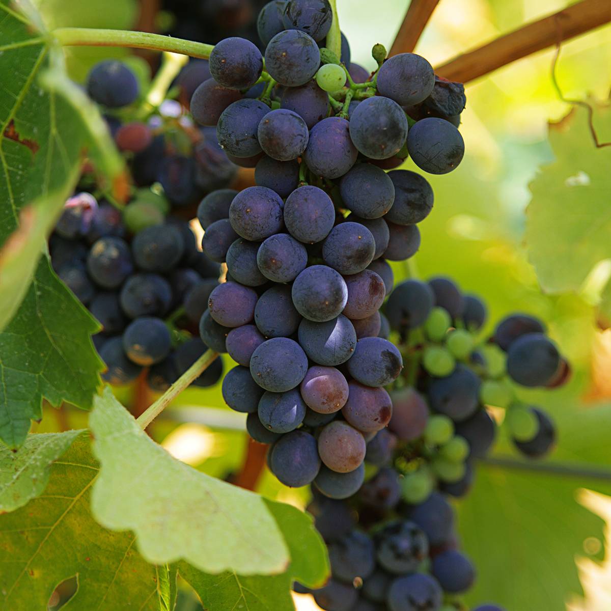 Vigne Marechal Foch - Vitis x vinifera Pot de 2L/3L