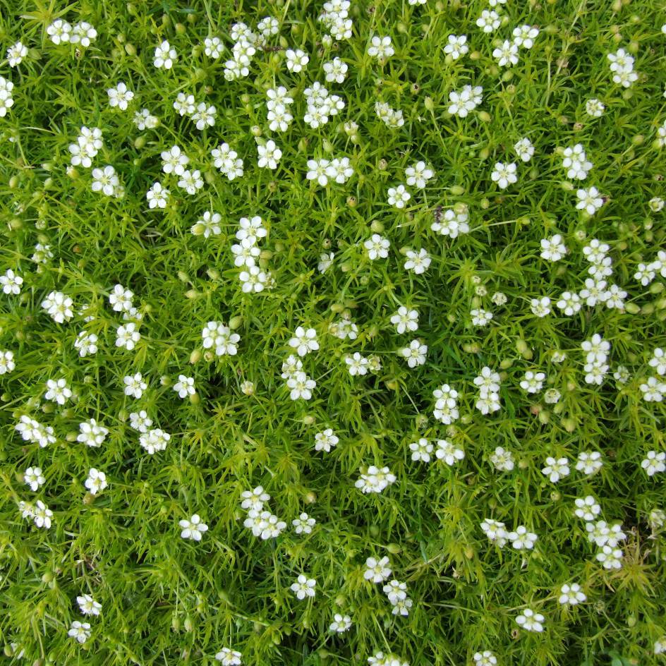 Promesse de Fleurs - Sagina subulata - Sagine subulée Godet de 8/9 cm