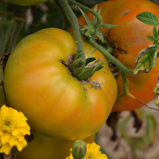 Tomate Big Rainbow Bio - Ferme de Sainte Marthe le sachet de 50 graines environ