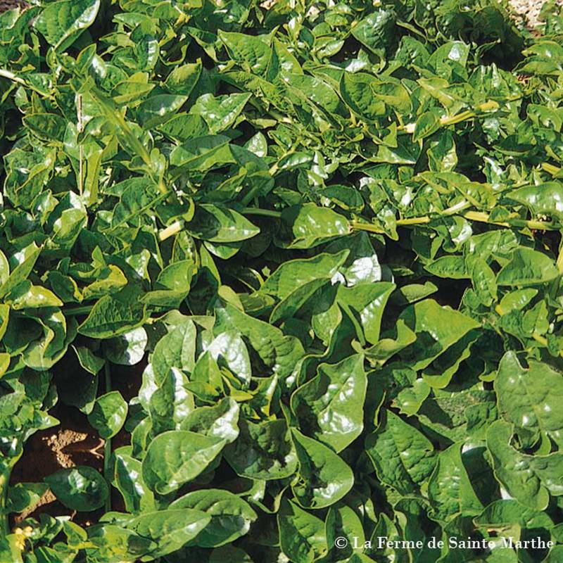 Baselle Alba ou épinard de Malabar Bio - Ferme de Sainte Marthe le sachet de 50 graines environ (2g)