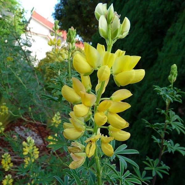 Lupin arborescent - Lupinus arboreus Pot de 2L/3L