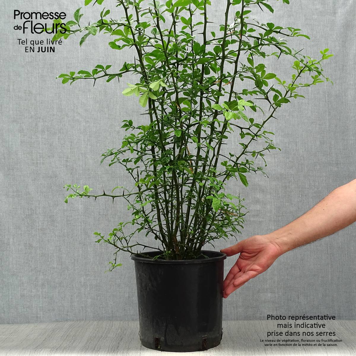Poncirus trifoliata - Citronnier épineux Pot de 7,5L/10L - Image 2