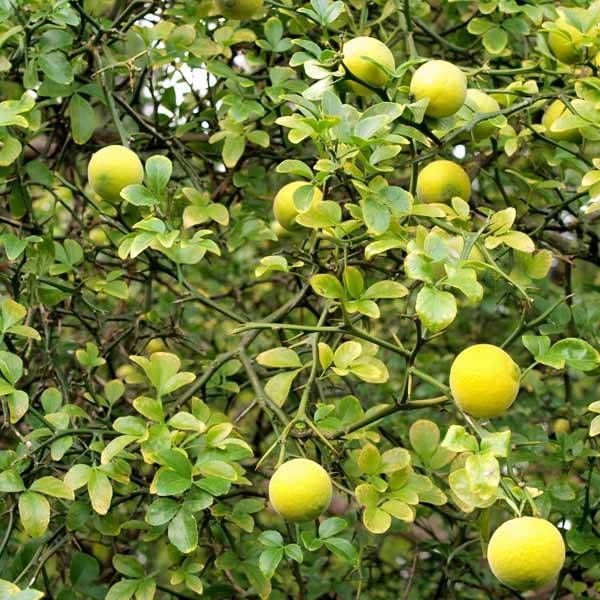 Poncirus trifoliata - Citronnier épineux Pot de 7,5L/10L