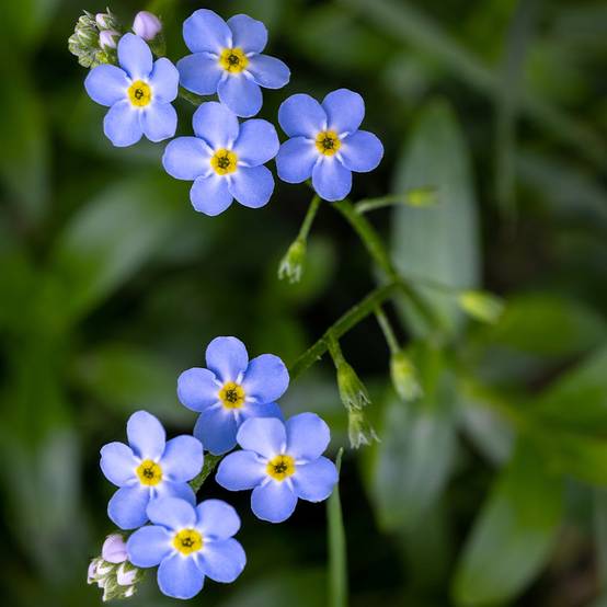 Promesse de Fleurs - Myosotis scorpioides - Myosotis des marais Godet de 8/9 cm