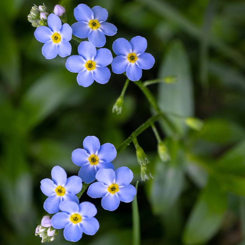 Promesse de Fleurs - Myosotis scorpioides - Myosotis des marais Godet de 8/9 cm