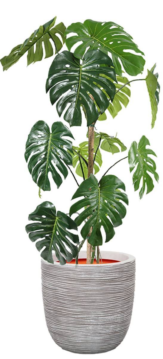 Monstera deliciosa artificielle, sur pied, en pot H 150 cm, D 70 cm - dimhaut: H 150 cm - Image 2