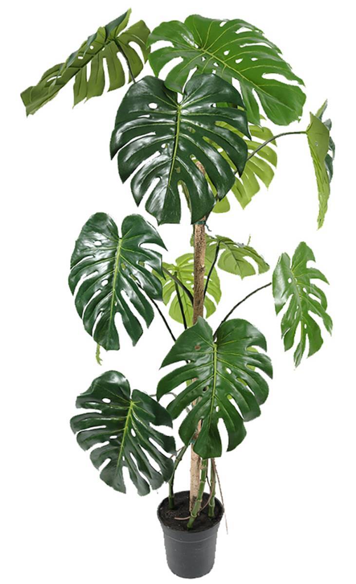 Monstera deliciosa artificielle, sur pied, en pot H 150 cm, D 70 cm - dimhaut: H 150 cm - Image 1