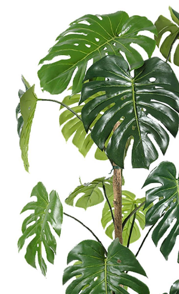 Monstera deliciosa artificielle, sur pied, en pot H 150 cm, D 70 cm - dimhaut: H 150 cm - Image 3