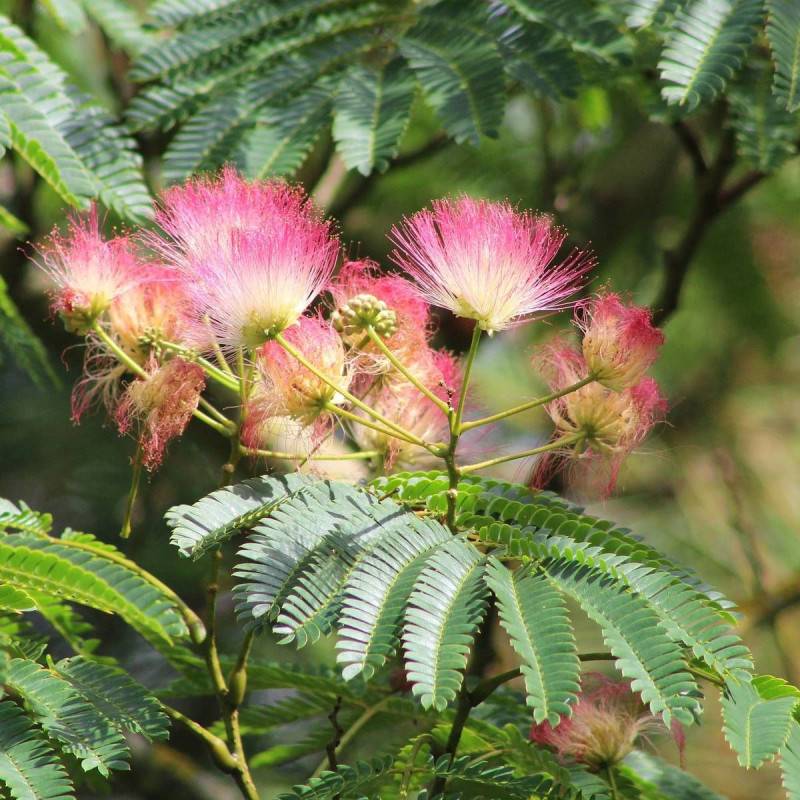 Arbre à soie Rouge Sélection, Albizia à fleurs Rose - feuillage Caduc - Pot de 7,5L - 80/100 cm-  hauteur à maturité De 3,00 m à 5,00 m - Image 1