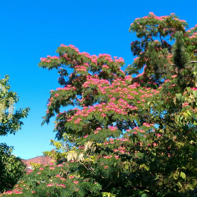 Arbre à soie Rouge Sélection, Albizia à fleurs Rose - feuillage Caduc - Pot de 7,5L - 80/100 cm-  hauteur à maturité De 3,00 m à 5,00 m - Image 2