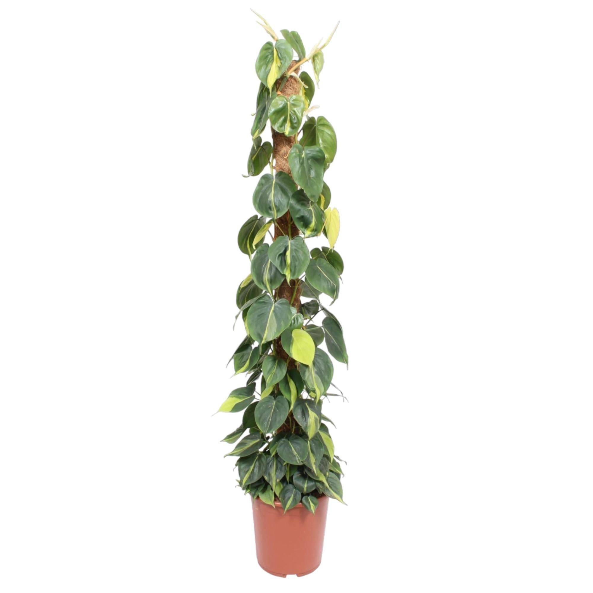 Philodendron Scandens Brasil Mosstok - D27 H150cm