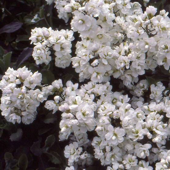 Arabis caucasica Plena - Corbeille d'argent Godet de 7/8 cm