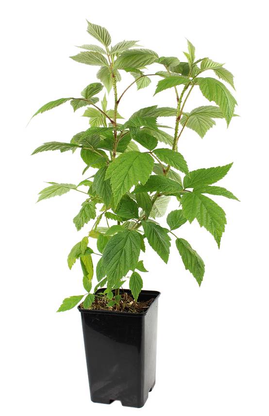 Fleuron D'Anjou - Framboisier remontant Willamette pot de 1,3 litre - Image 1