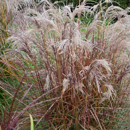 Miscanthus sinensis Aperitiv (Aperitif) - Roseau de Chine Pot de 1L/1,5L