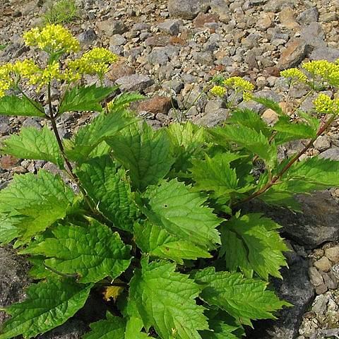 Patrinia gibbosa Godet de 8/9 cm