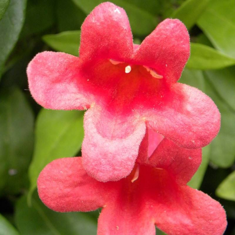 Bignone capreolata Atrosanguinea à fleurs Rouge - feuillage Persistant - Godet - 5/20 cm-  hauteur à maturité De 3,00 m à 5,00 m - Image 9