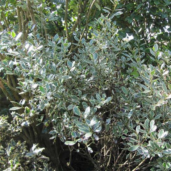 Rhamnus alaternus Argenteovariegata Pot de 2L/3L - Image 1