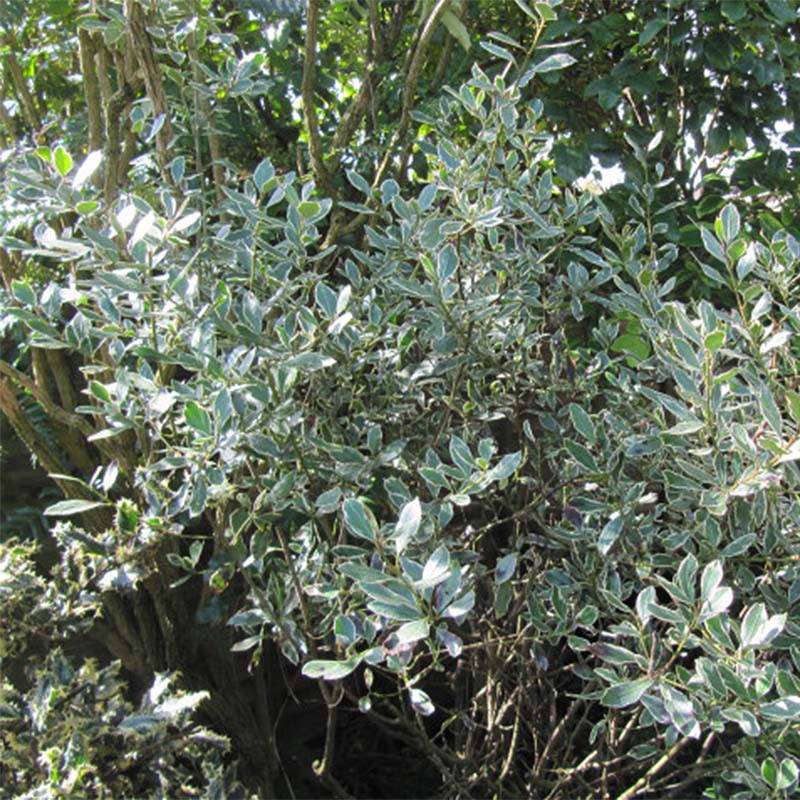 Rhamnus alaternus Argenteovariegata Pot de 2L/3L - Image 1
