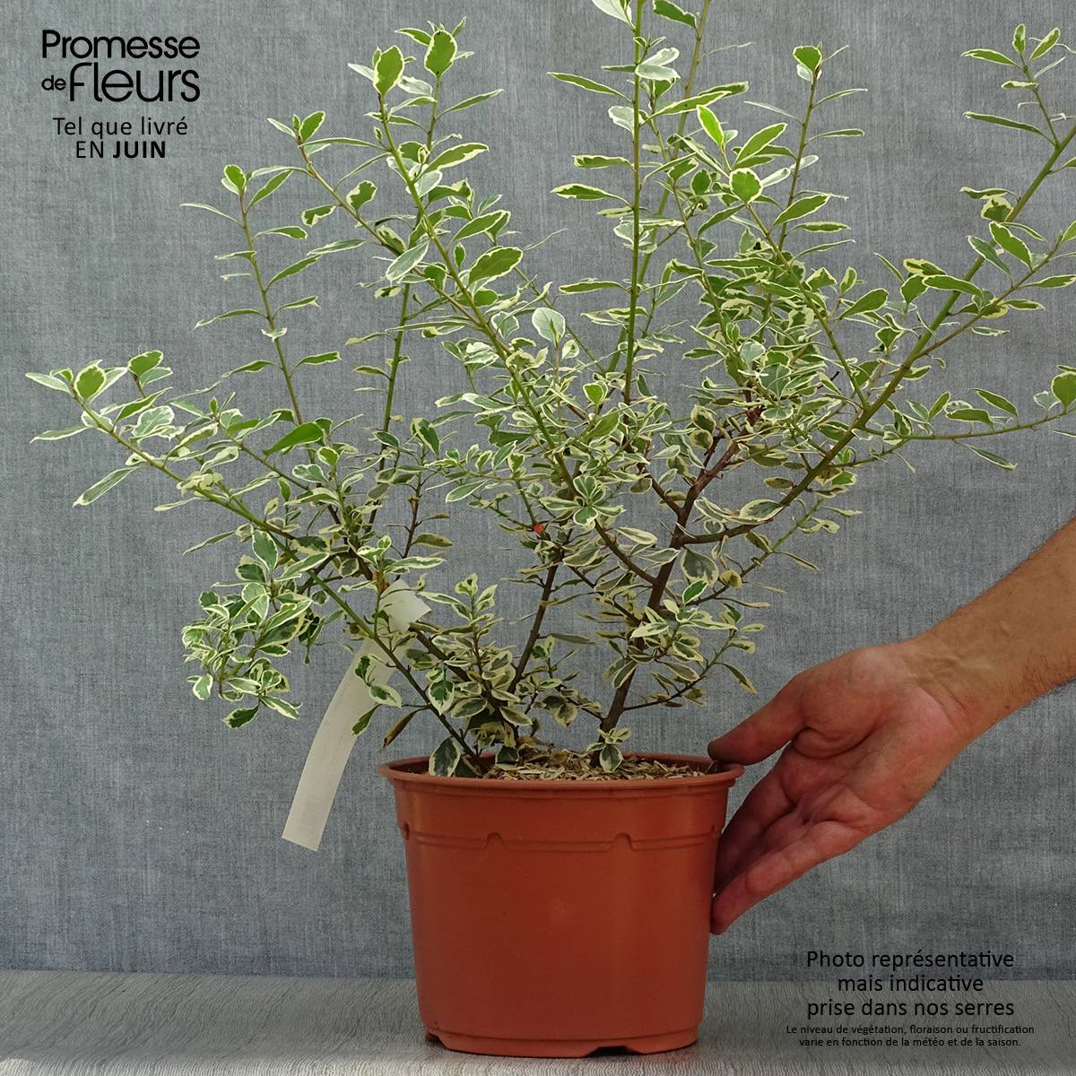 Rhamnus alaternus Argenteovariegata Pot de 2L/3L - Image 2
