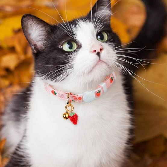 IntiMeg - Lot de 2 colliers pour chat IntiMeg - Image 5