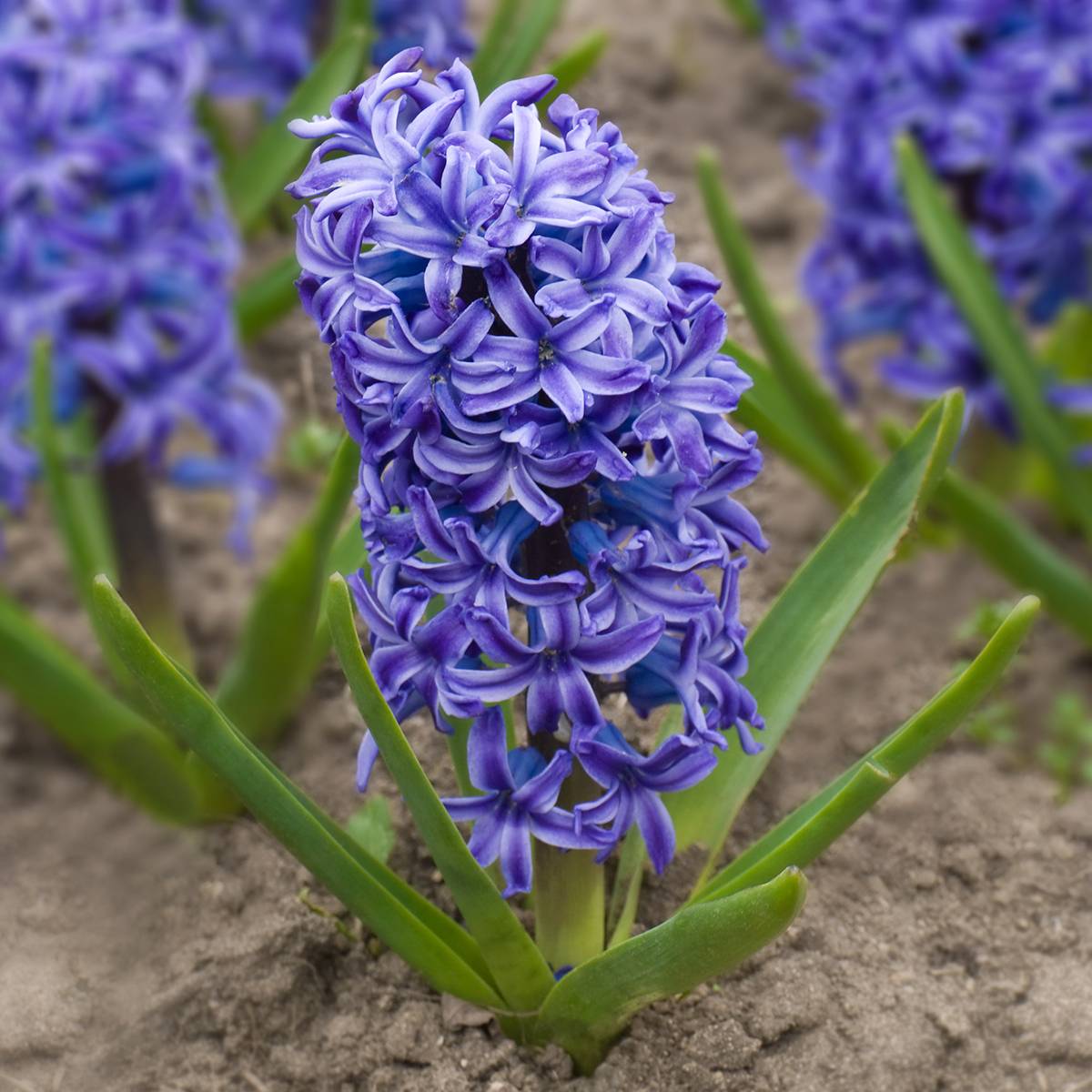 Promesse de Fleurs - Jacinthe Delft Blue Bulbe calibre 19+ (par 5)