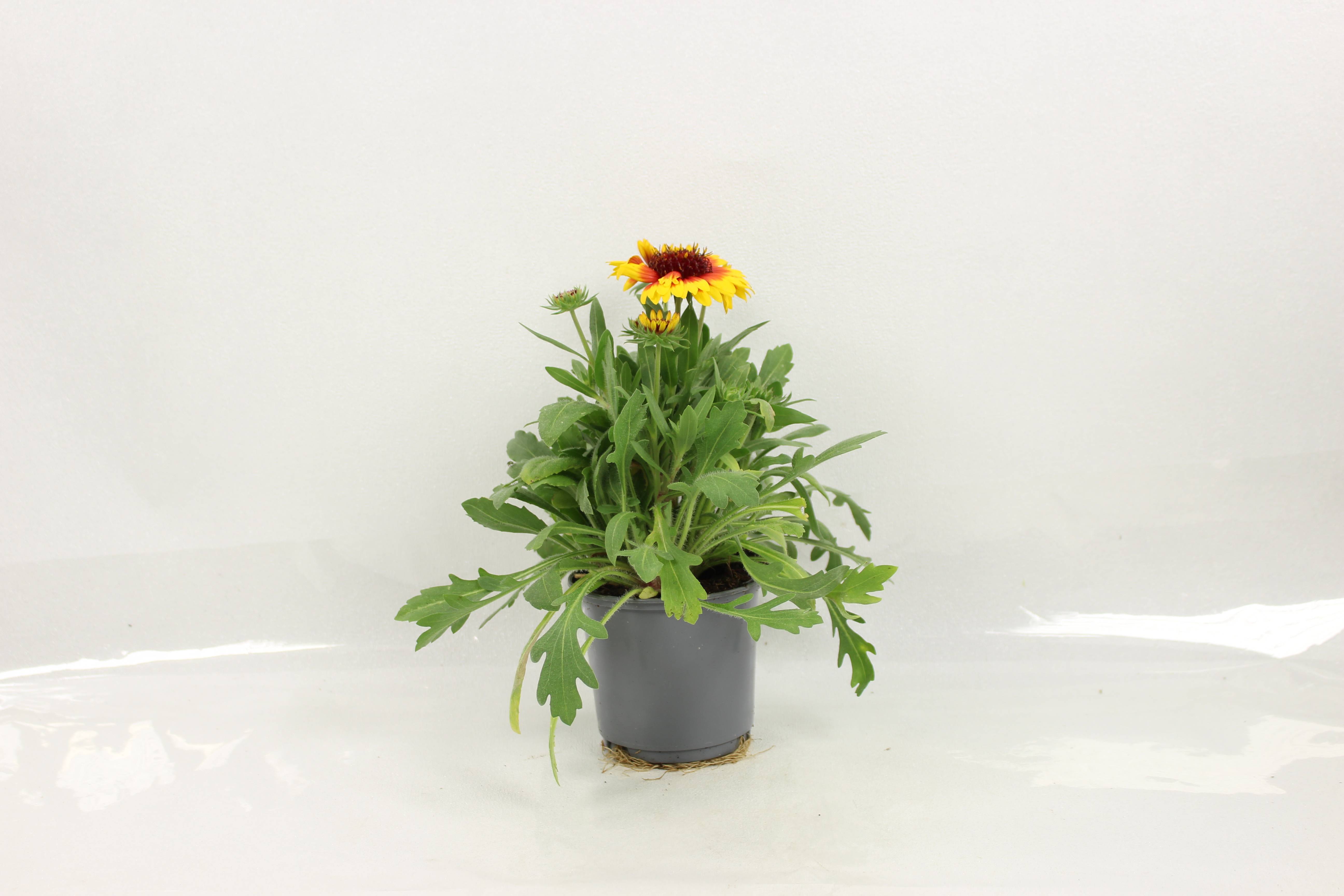 Gaillarde  pot 10,5 cm - Image 2