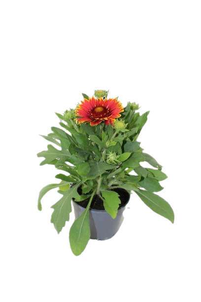 Gaillarde  pot 10,5 cm - Image 1