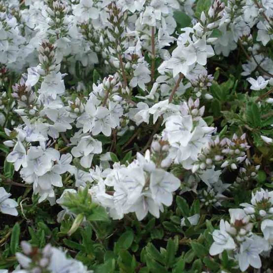 Veronica prostrata Alba - Véronique prostrée blanche Godet de 8/9 cm
