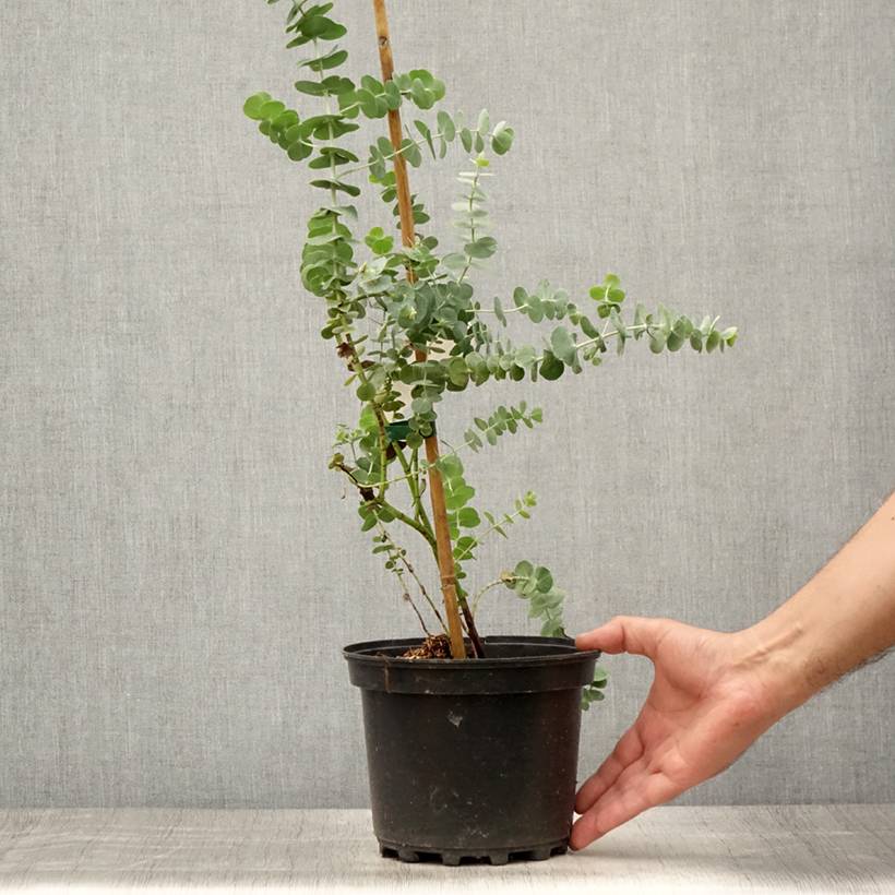Eucalyptus Baby Blue - Gommier argenté Pot de 2L/3L - Image 2