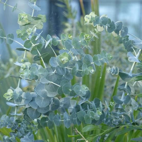 Eucalyptus Baby Blue - Gommier argenté Pot de 2L/3L - Image 1